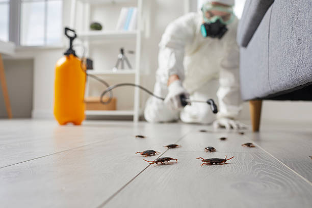 Trusted Rodent Control service in North Hornell, NY - Nex Pest Control